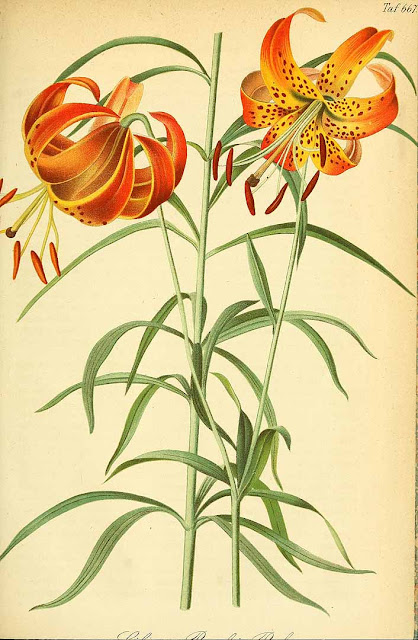 Лилия леопардовая (Lilium pardalinum)