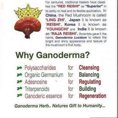 what is Ganoderma