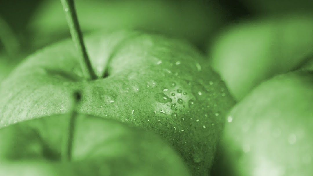 Green Apples Macro HD Wallpaper