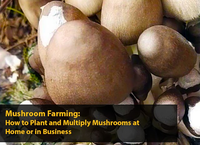 Mushroom Farming: How to Plant and Multiply Mushrooms at Home or in Business