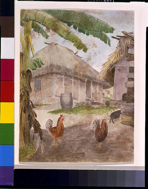 Two chickens, two pigs, and huts, in Jamaica