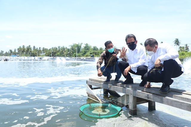 Aceh Timur Diproyeksikan Jadi Daerah Penghasil Udang Terbesar di Indonesia 