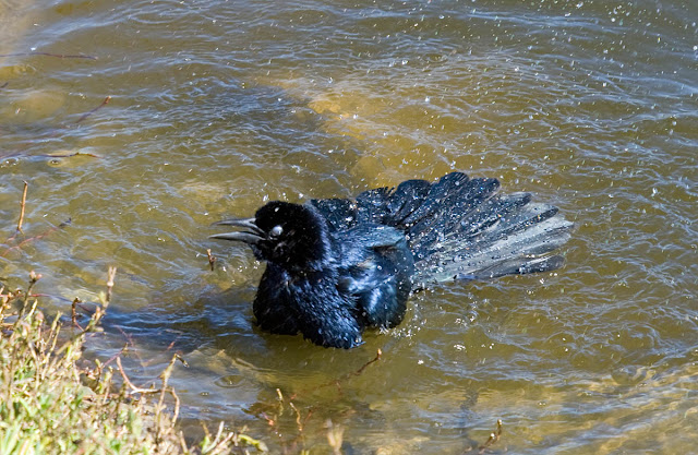 Great-tailed Grackle bath