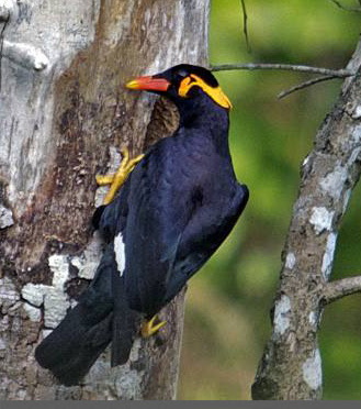 burung beo yang unik