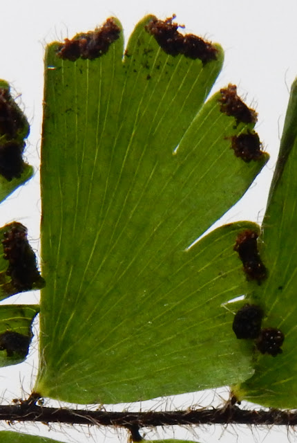 馬來鐵線蕨的葉脈
