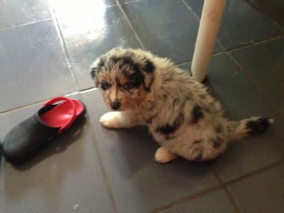 cachorro Pastor Australiano  blue merle