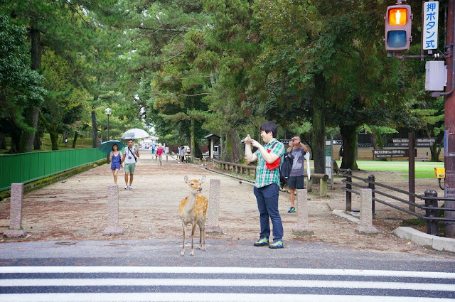 Deer waiting at the traffic lights (6 pics), funny deer pics, deer at Nara japan, deer cross road pics