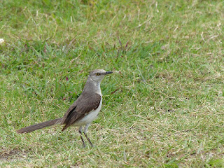 Mimus polyglottos - Moqueur polyglotte