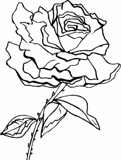 rose vines coloring pages