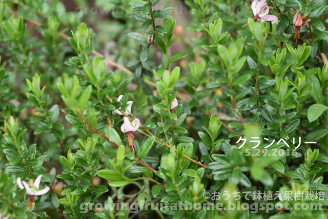 クランベリーの開花