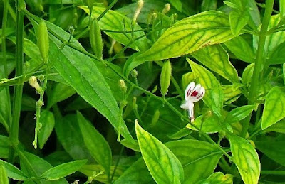 Tanaman Jamu Obat Ternak ditaman depan rumah