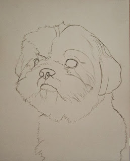 esquisse shih-tzu