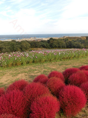 Hitachi Seaside Park