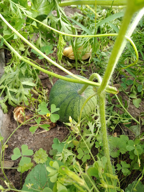 the watermelon has started producing baby fruits! So exciting