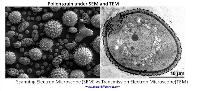 Image result for transmission scanning electron microscope