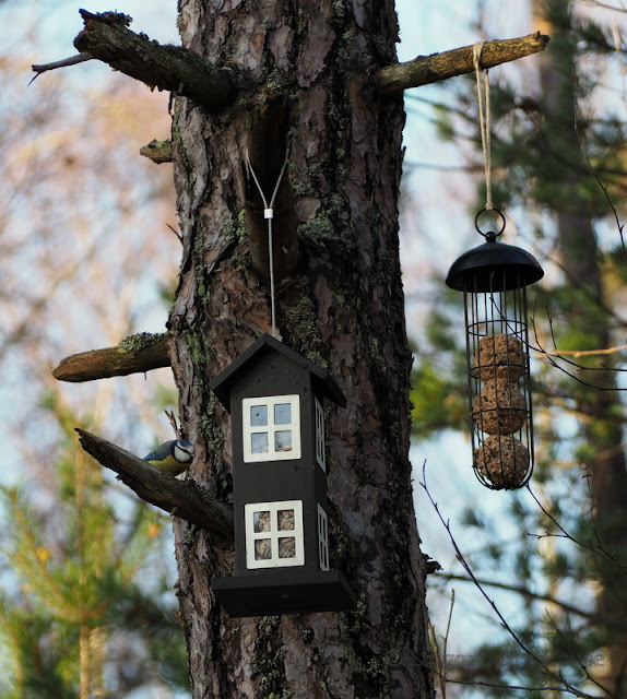 lingonberryhouse, bird feeding place, lintujen ruokintapaikka, syksy, autumn