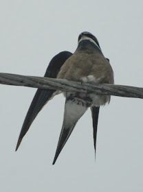 Whiskered Tree Swift