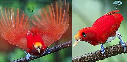 Gambar Burung  Tercantik di Indonesia