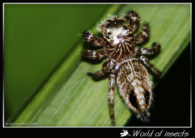 spider picture