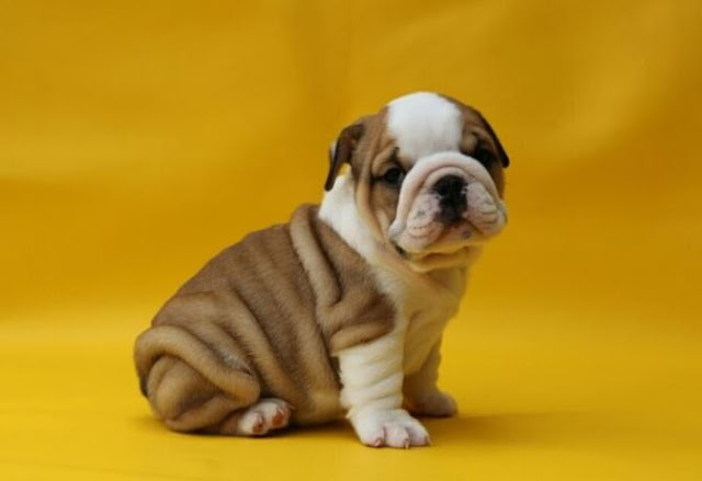 Jenis Anjing Bulldog