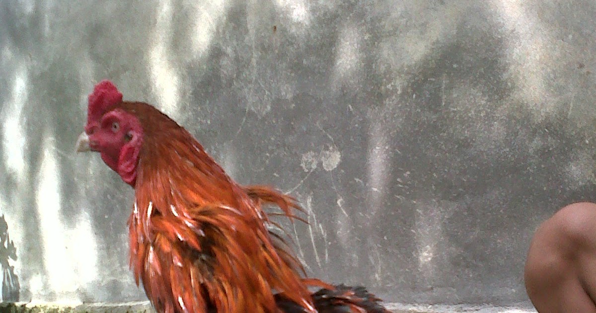 Rumah Ekonomi: Menjual Ayam Bangkok Asli di Palembang