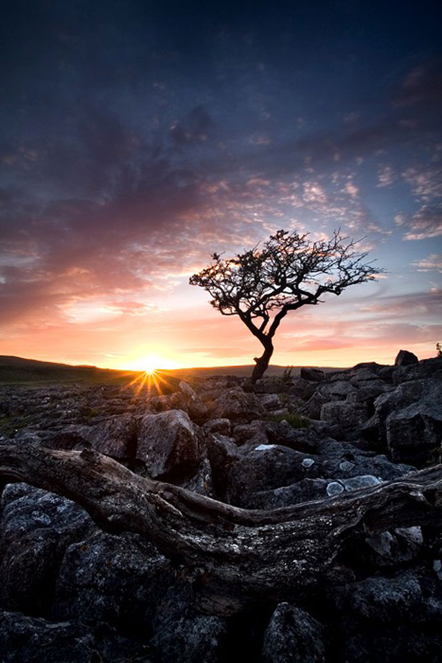 Lonely tree best iphone 4 wallpapers, cool iphone wallpapers, retina display wallpapers, iphone 4 wallpaper hd, Sunrise wallpaper for iphone 4, Tree best iphone wallpapers, Tree at Sunrise iphone 4 wallpaper size, Nature free iphone wallpapers
