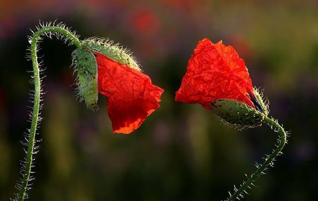 Hairy Flowers