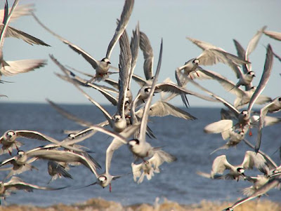 avistamiento de aves argentina