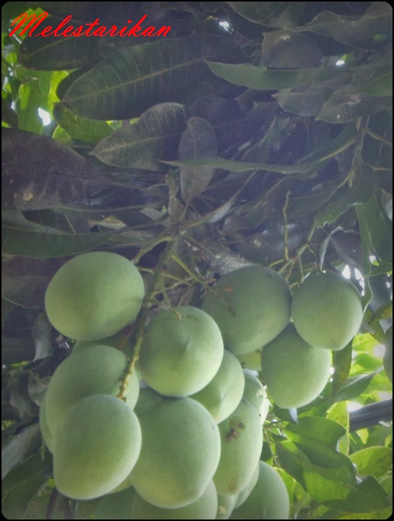 Buah Mangga merupakan tumbuhan yang terdiri dari 35 spesies buah, secara ilmiah Buah Mangga dikenal dengan nama Mangifera Indica dan digolongkan ke dalam kelompok suku buah Anacardiceae.