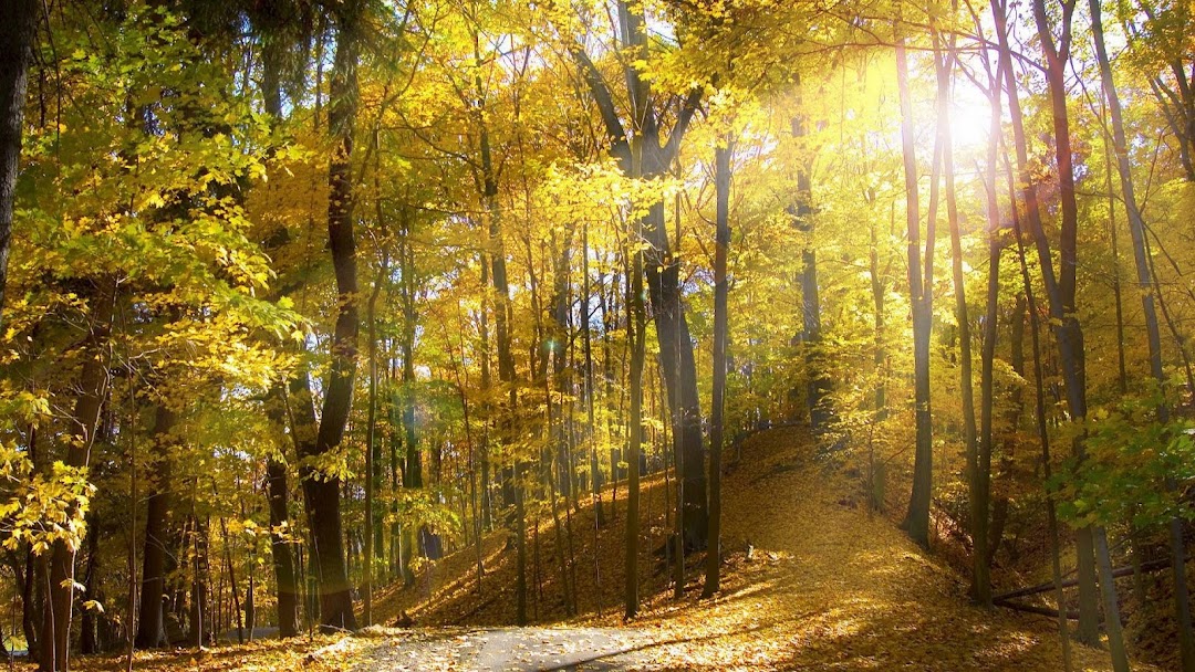 Autumn sunlight hd wallpaper