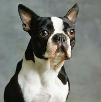 Best Dog Wallpapers: Boston Terrier Dog