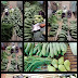 {Philippines} Varieties of asia fresh vegetables