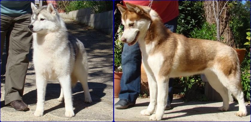 Foto Camada Cachorros Husky Siberiano Duque de Ciukci X Yentls Melody Radha