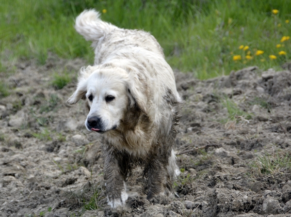 sølete golden retriever