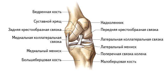 Связки, кости и хрящи коленного сустава