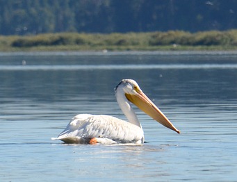 young white pelican on Klamath Lake.  See the dark streaks on his head?