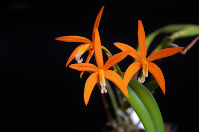 Laelia harpophylla care and culture