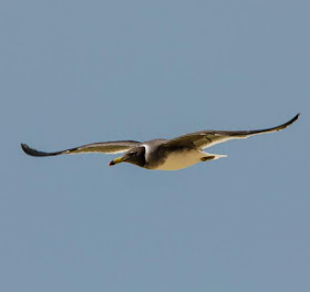 sooty gull (Larus hemprichii) flying