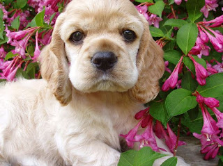 Cocker Spaniel Puppy Picture