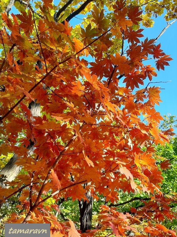 Клён ложнозибольдов (Acer pseudosieboldianum)