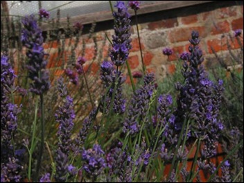 Sussex