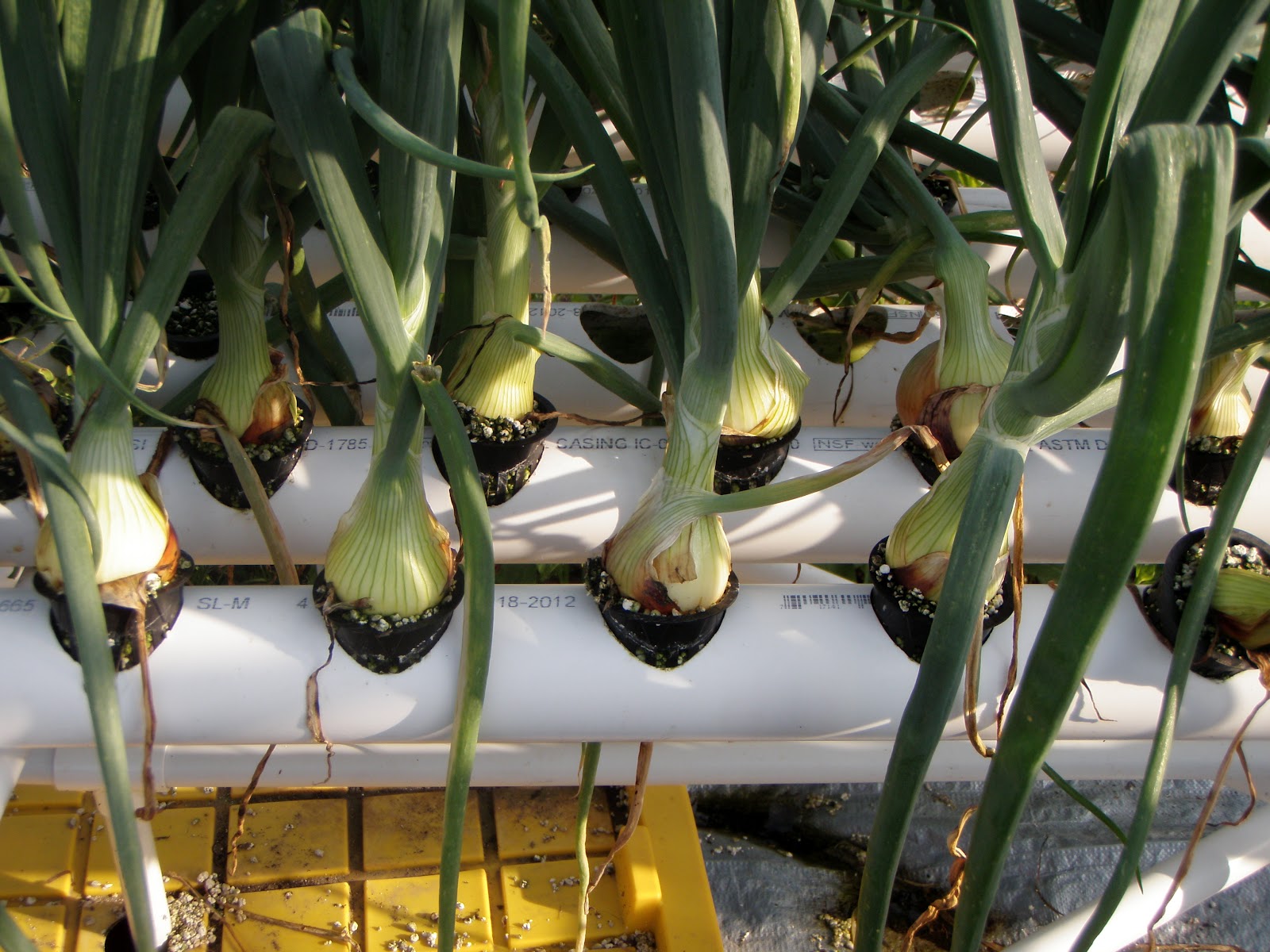 Second Sun Hydroponics: Some Hydroponic Peppers