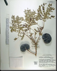 earpodtree