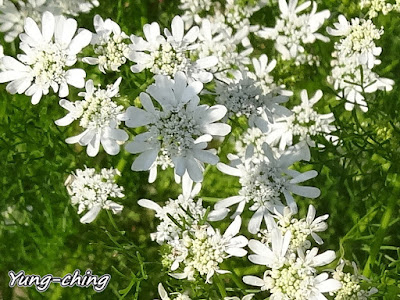√ダウンロード 茜　花 299670
