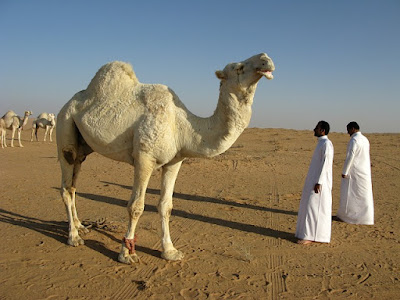 Camel facts and information