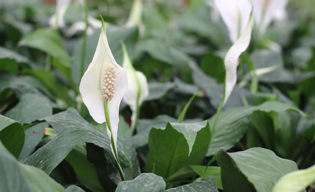 Peace Lily Flowers Pictures Peace Lily Flowers Pictures