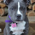 Mia The Cute American Bully Puppy