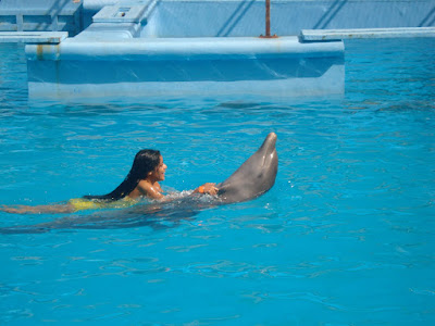 Swimming with Dolphins