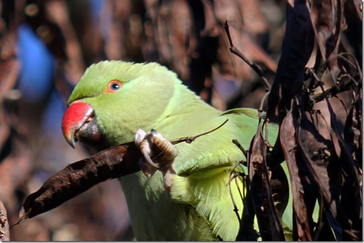 paris parrot in le jardin des plantes 112215 00000