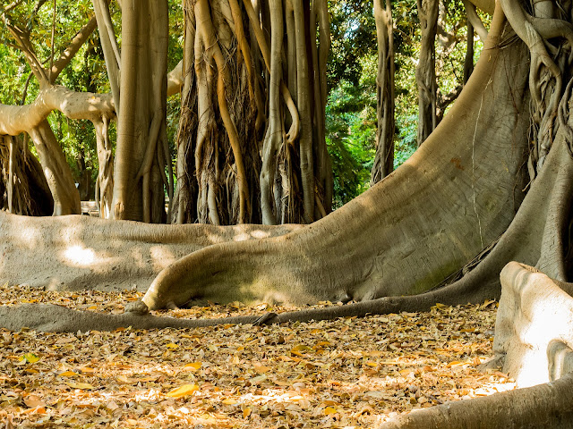 Palermo, Orto Botanico Ficus Macrophylla f. Columnaris @Valeriaderiso